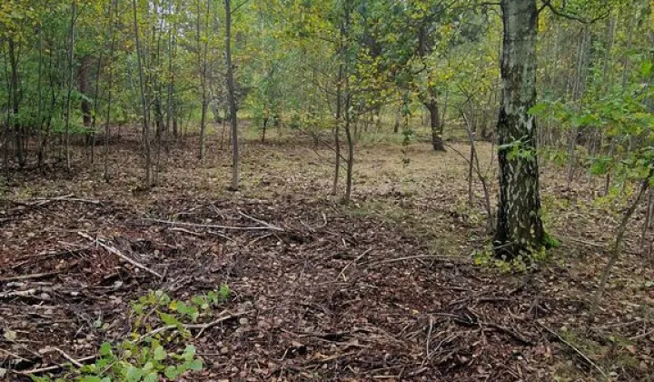 Działka budowlana Jaktorów-Kolonia, ul. Nowowiejskiego
