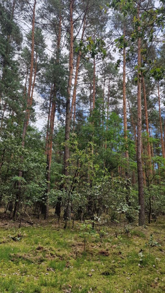 Działka leśna Grodzisk. Zdjęcie 2