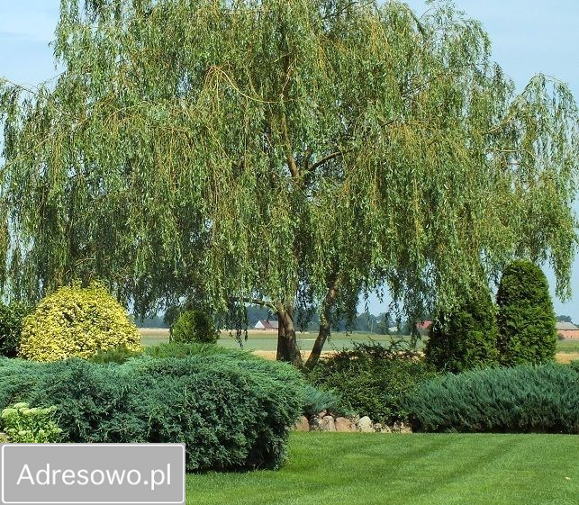 dom wolnostojący, 3 pokoje Gałązki Wielkie. Zdjęcie 7