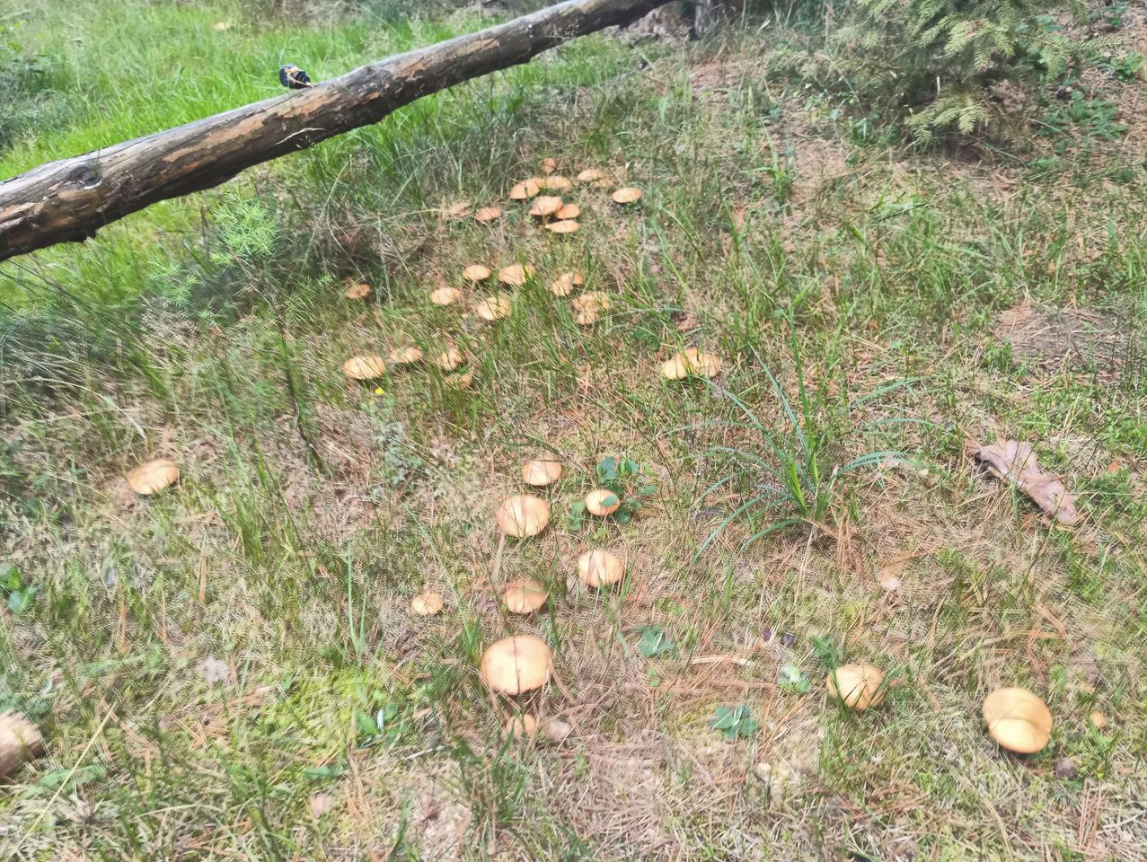 Działka leśna Konopaty. Zdjęcie 12