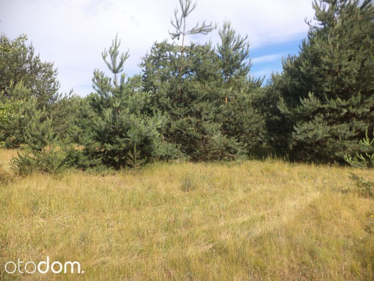 Działka siedliskowa Rędziny. Zdjęcie 3