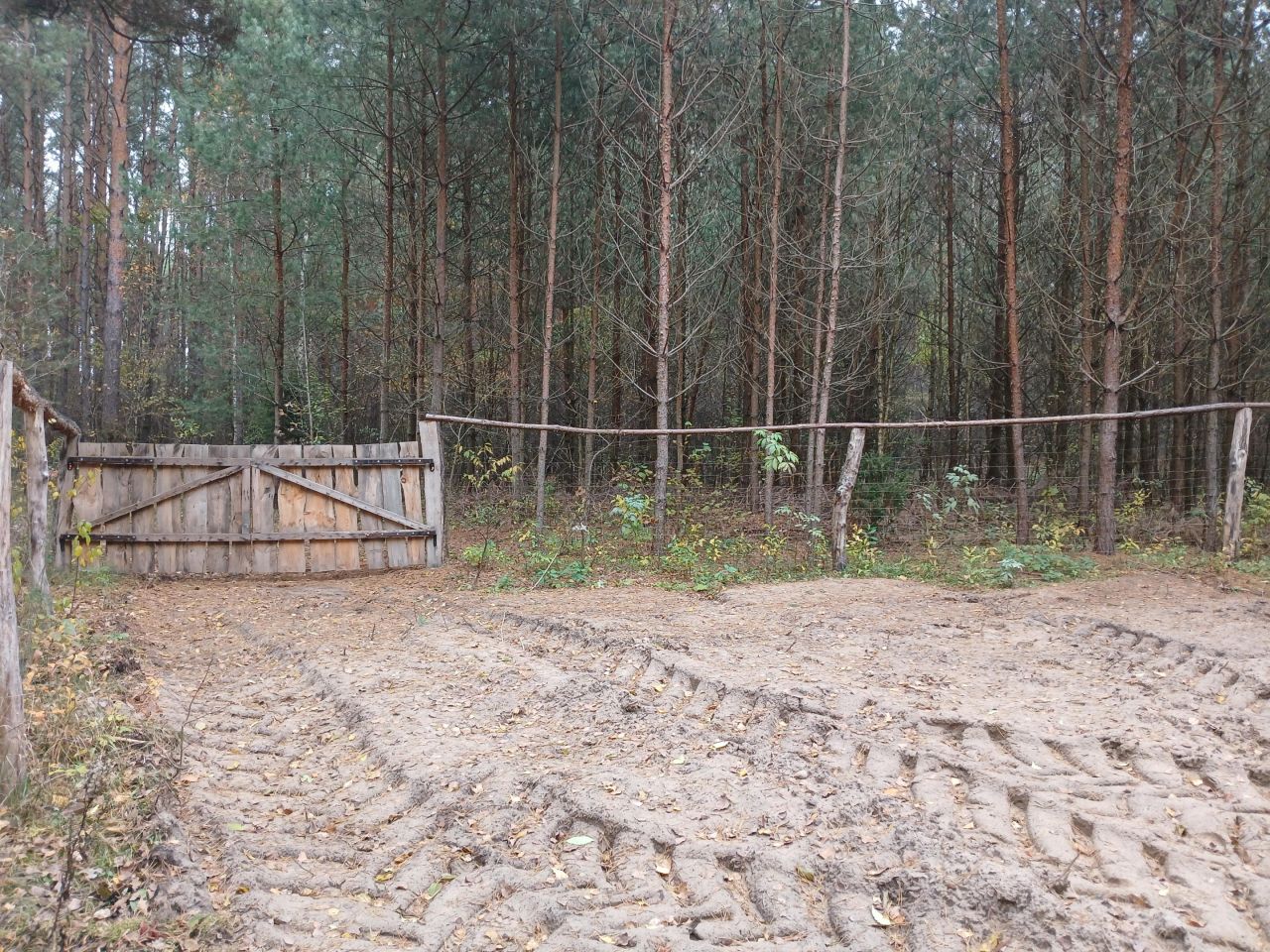 Działka leśna Jankowo-Młodzianowo. Zdjęcie 6