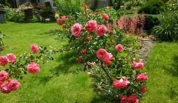 Działka rod Zielona Góra Jędrzychów, ul. Urodzajna