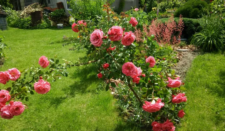 Działka rod Zielona Góra Jędrzychów, ul. Urodzajna