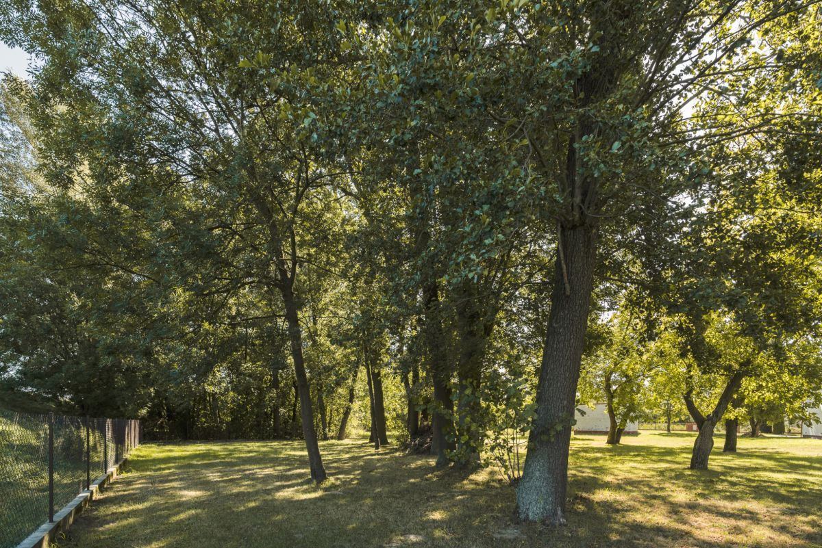 Działka budowlana Opacz. Zdjęcie 23