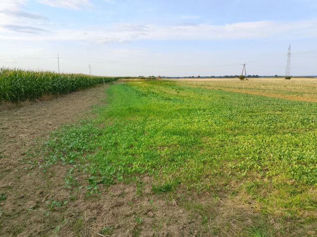 Działka budowlana Skoroszyce. Zdjęcie 1