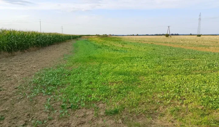 Działka budowlana Skoroszyce