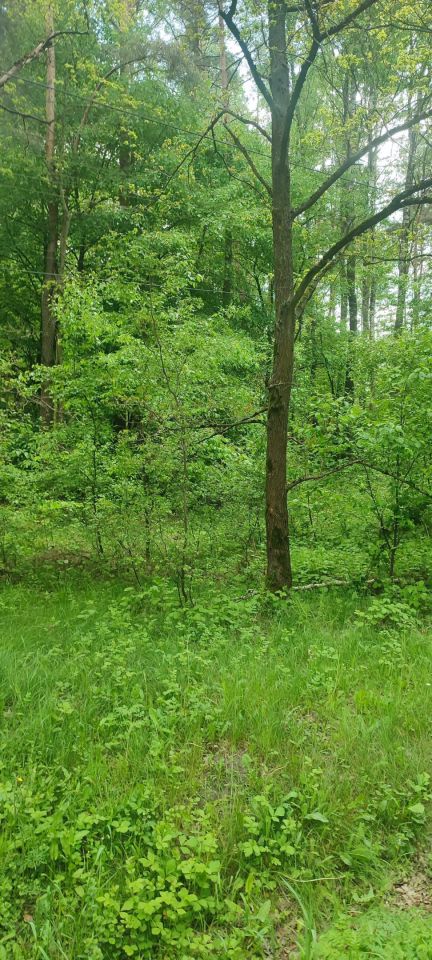 Działka leśna Wypychów. Zdjęcie 3