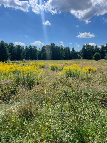 Działka budowlana Zamłynie. Zdjęcie 1