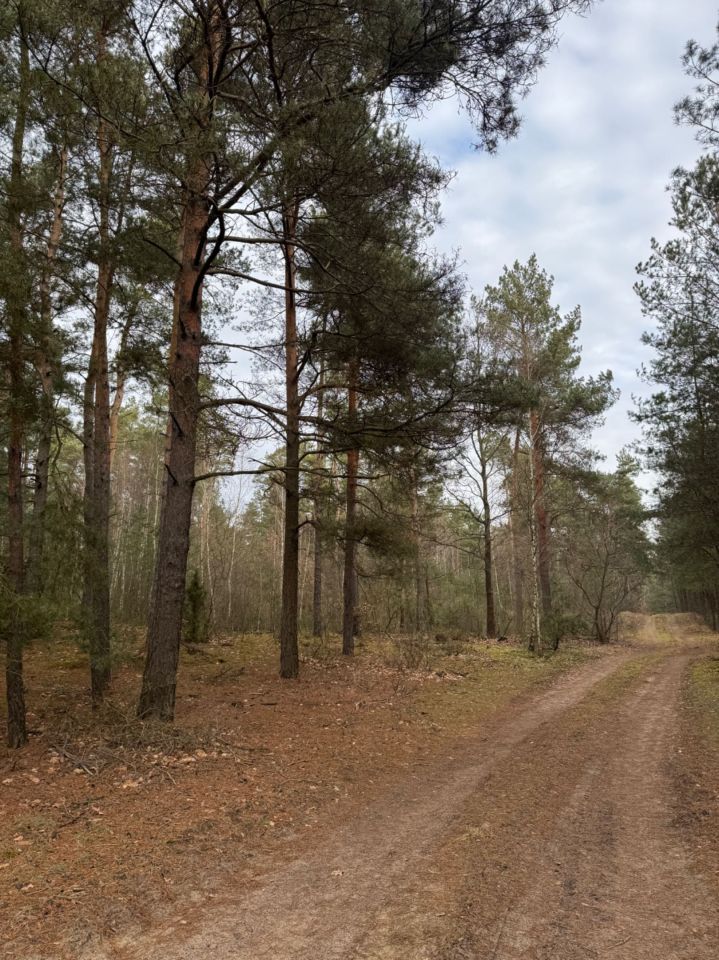 Działka leśna Budy Rumockie. Zdjęcie 6