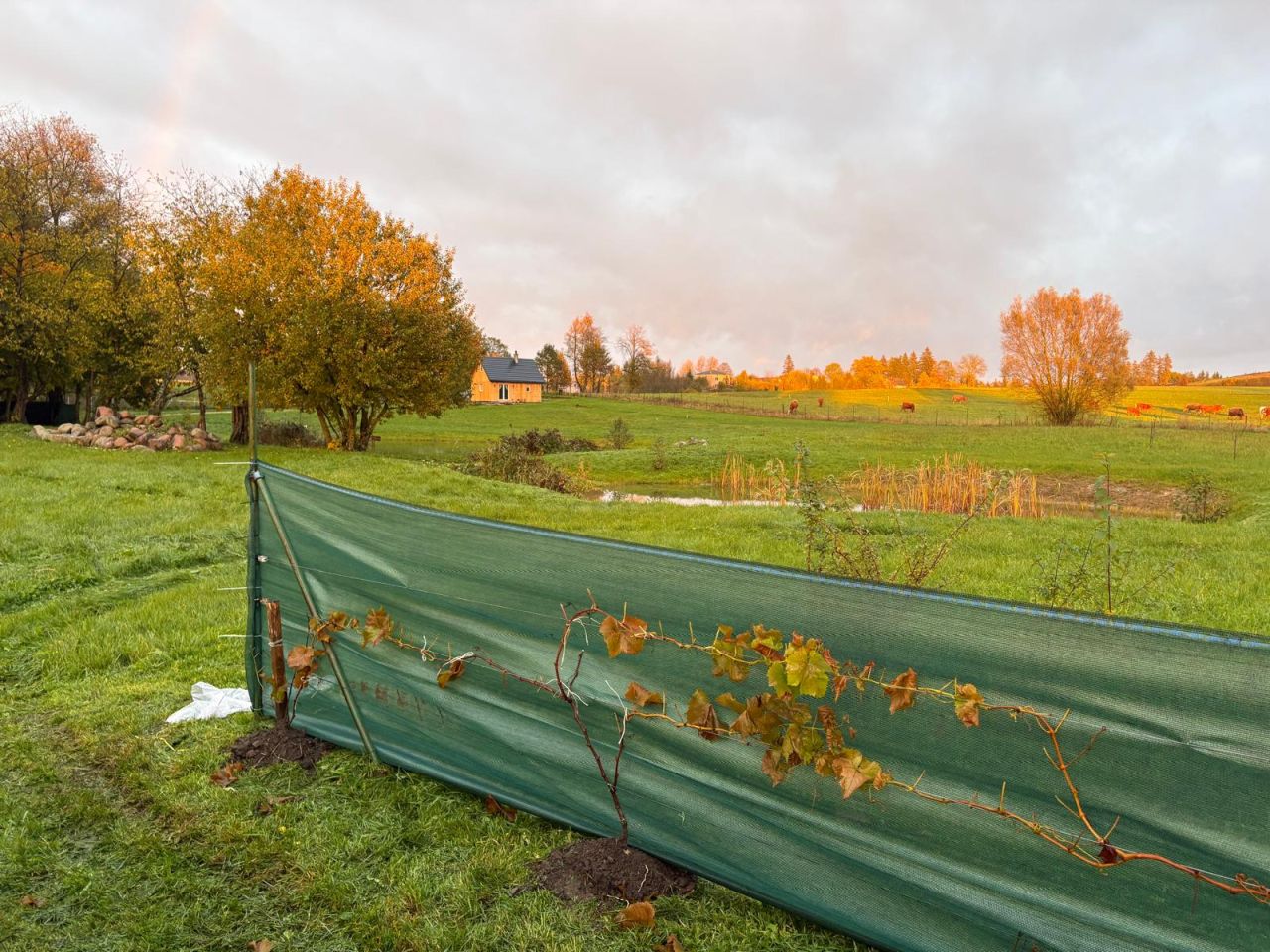Działka siedliskowa Iwaniszki. Zdjęcie 6