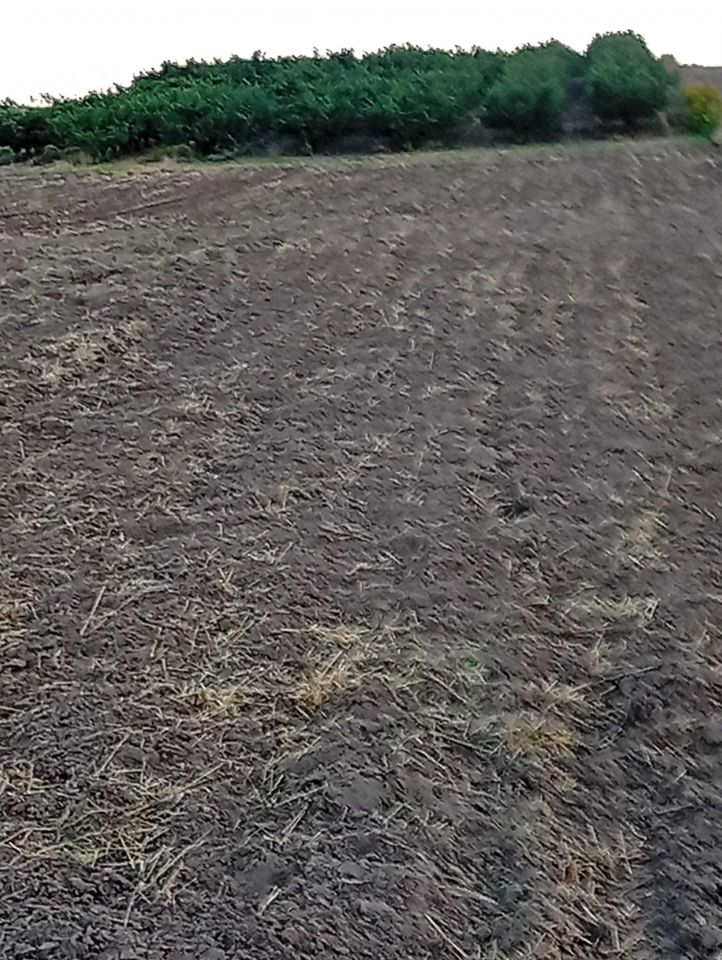 Działka rolna Czyżów Szlachecki. Zdjęcie 2