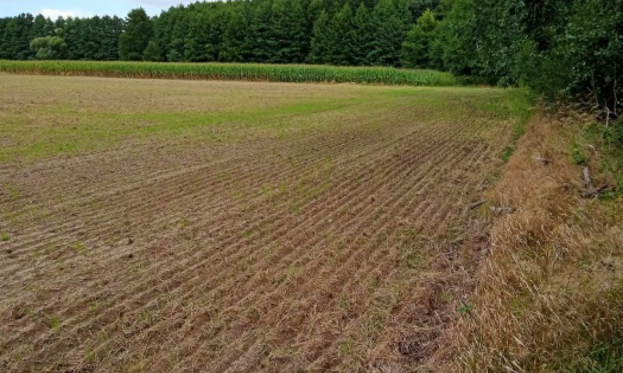 Działka inwestycyjna Dębina, ul. Polna. Zdjęcie 5