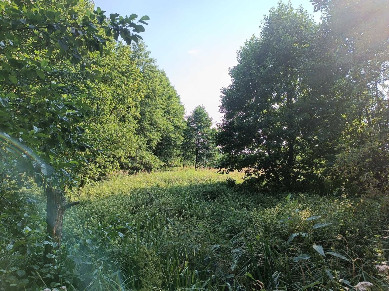 Działka rolna Rudnik nad Sanem. Zdjęcie 2