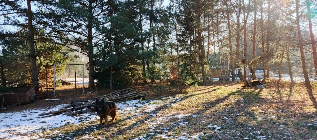 Działka Pszczółki. Zdjęcie 5