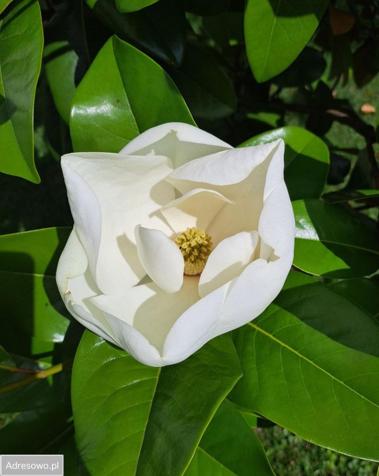 bliźniak, 4 pokoje Owsianka, ul. Wiśniowa. Zdjęcie 6