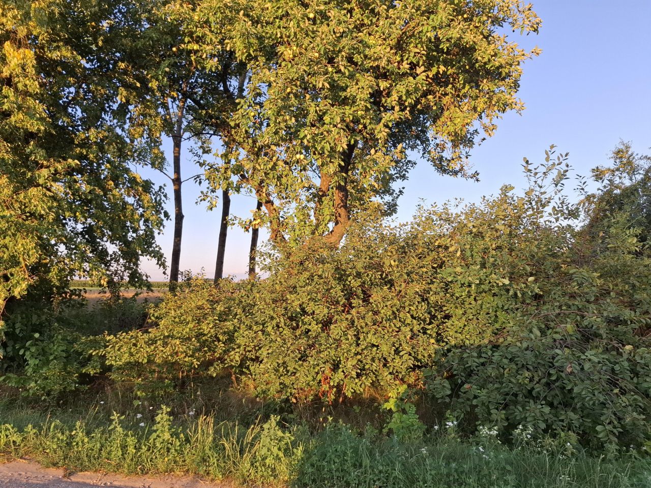 Działka rolno-budowlana Pęchratka Polska. Zdjęcie 9