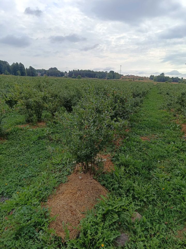 Działka rolna Skrudki. Zdjęcie 3
