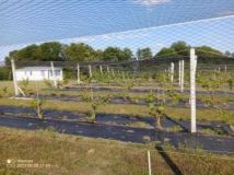 Działka rolno-budowlana Tchórzno. Zdjęcie 1