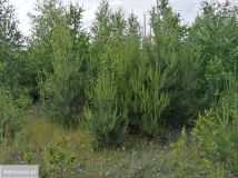 Działka rolna Karczewko, ul. Olchowa. Zdjęcie 2