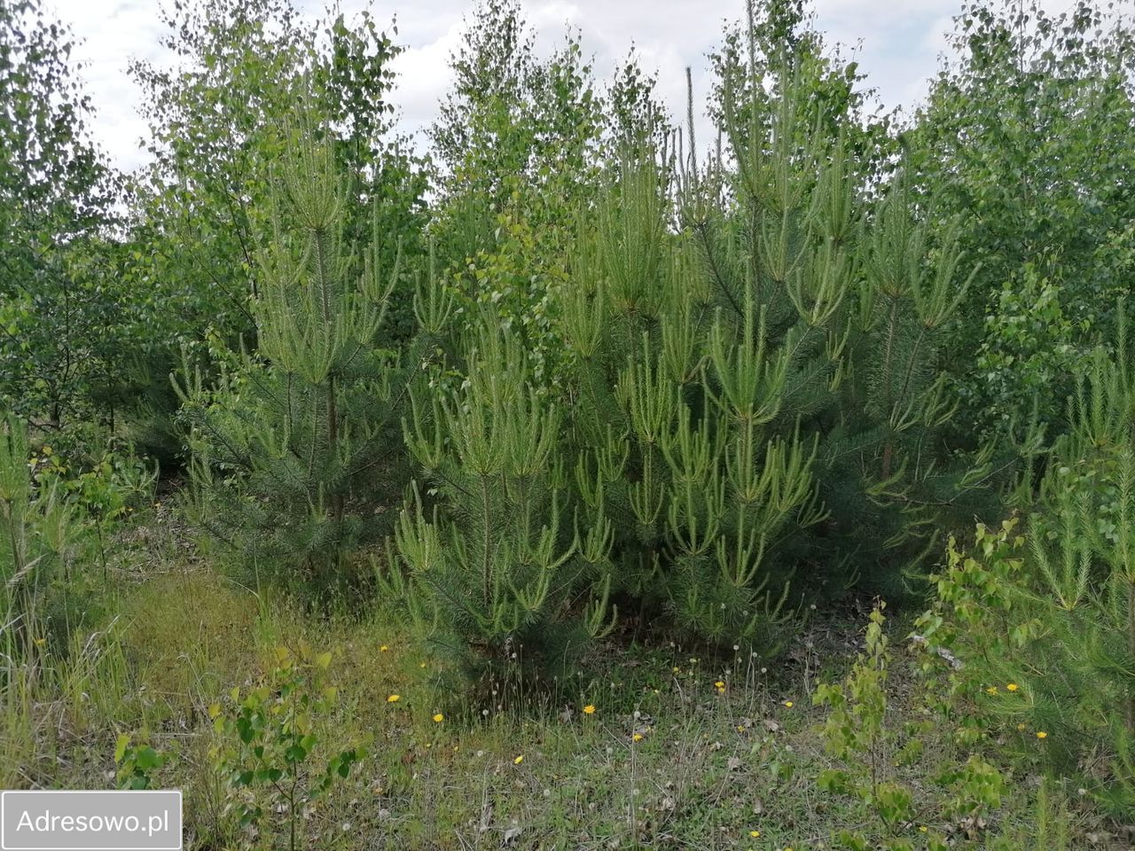 Działka rolna Karczewko, ul. Olchowa. Zdjęcie 3