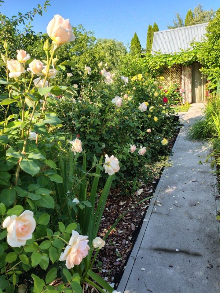 Działka rod Tarnobrzeg Wymysłów. Zdjęcie 8