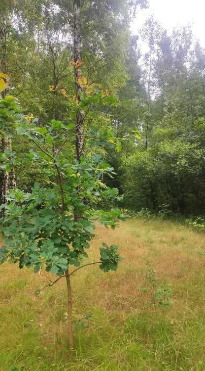 Działka Gąsawy Plebańskie. Zdjęcie 5