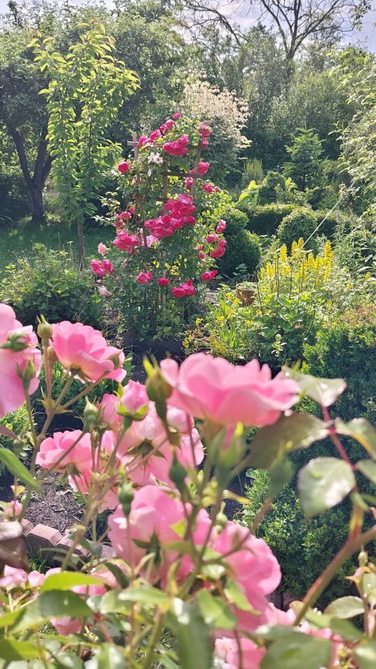 Działka rod Krotoszyn. Zdjęcie 6