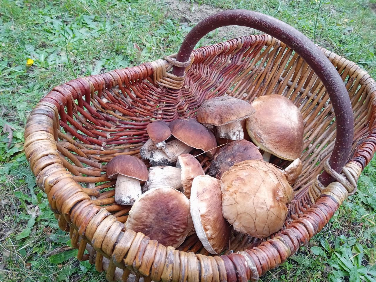 Działka rolno-budowlana Bysław Bociany, ul. Zbysława. Zdjęcie 14