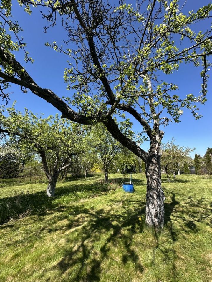 Działka rod Mogilno. Zdjęcie 5