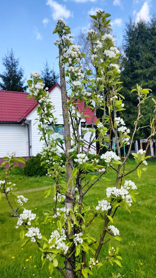 dom letniskowy Tylicz, ul. Kazimierza Pułaskiego. Zdjęcie 7