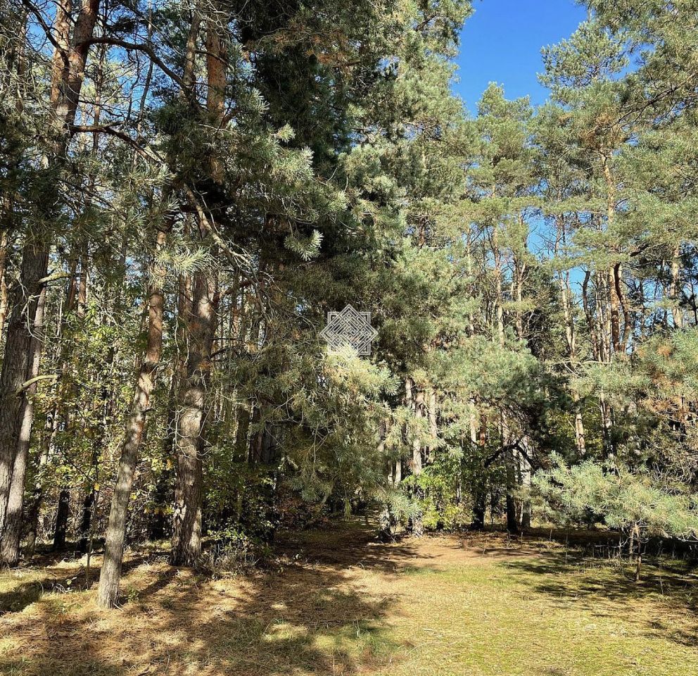 Działka leśna Kuczek. Zdjęcie 13