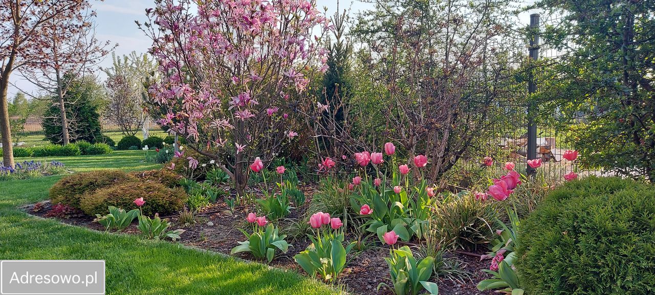 dom wolnostojący, 5 pokoi Oleśniczka. Zdjęcie 13