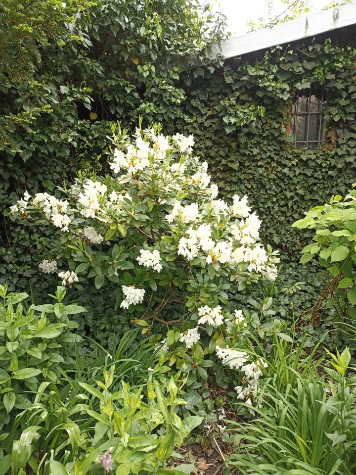 Działka rod Warszawa Mokotów, al. Niepodległości. Zdjęcie 7