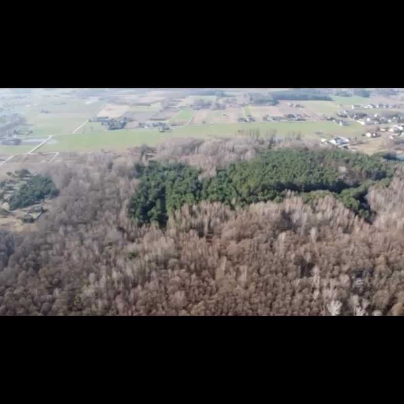 Działka leśna Gąsocin. Zdjęcie 2