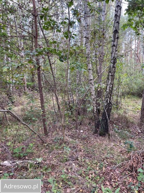 Działka leśna Baczki. Zdjęcie 11