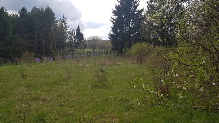 Działka budowlana Borowe. Zdjęcie 7