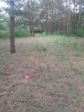 Działka budowlana Doratynka Skaryszewo. Zdjęcie 2