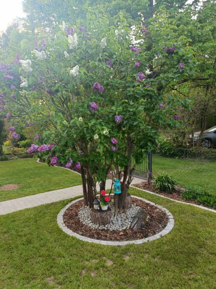 dom letniskowy Jagodowo osada leśna. Zdjęcie 3