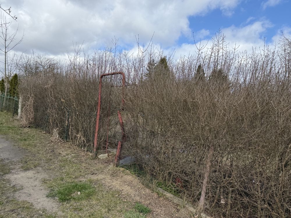 Działka rod Tczew. Zdjęcie 5