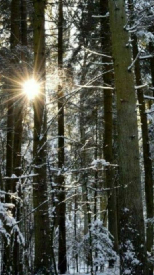 Działka rolno-budowlana Pieńki. Zdjęcie 5