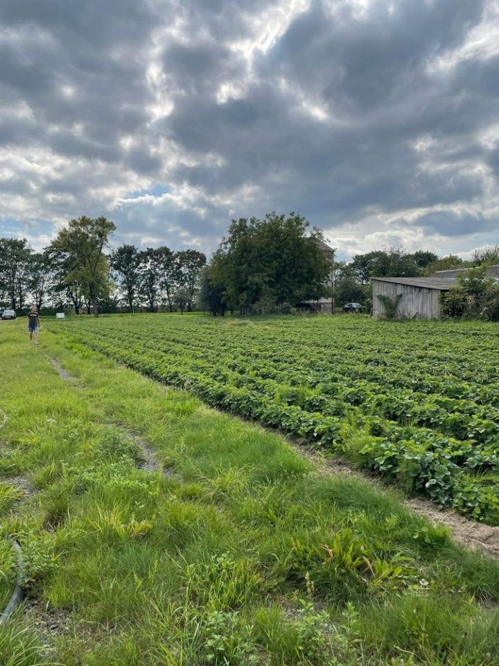 Działka budowlana Klikawa, ul. Puławska. Zdjęcie 2