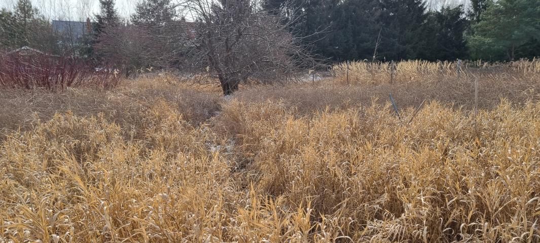 Działka budowlana Rusiec. Zdjęcie 2