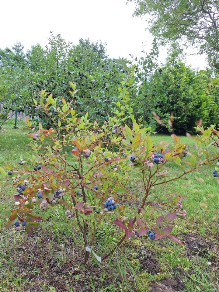 Działka rod Zielona Góra Jędrzychów, ul. Zbożowa. Zdjęcie 8