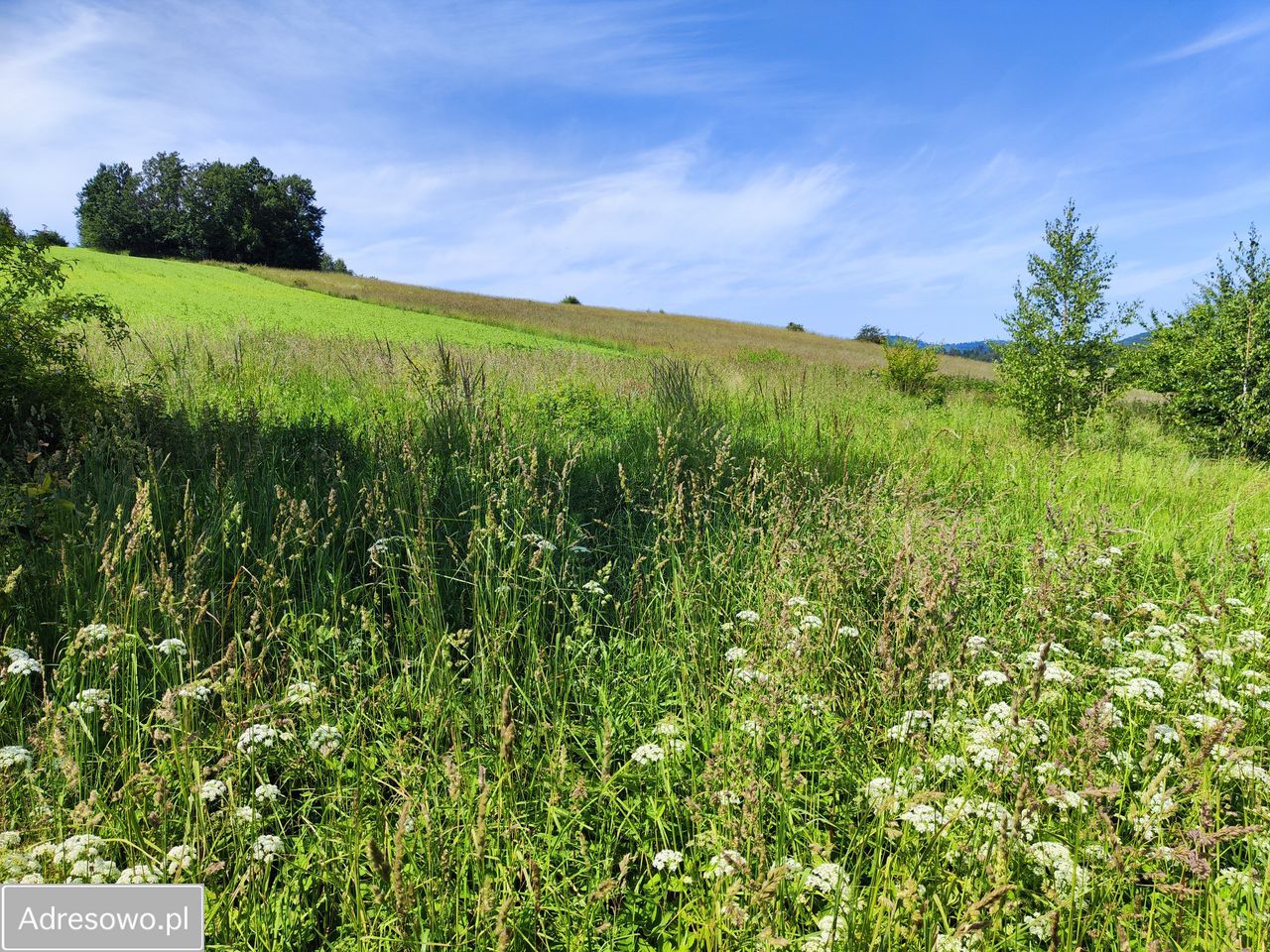 Działka budowlana Dzikowiec. Zdjęcie 14