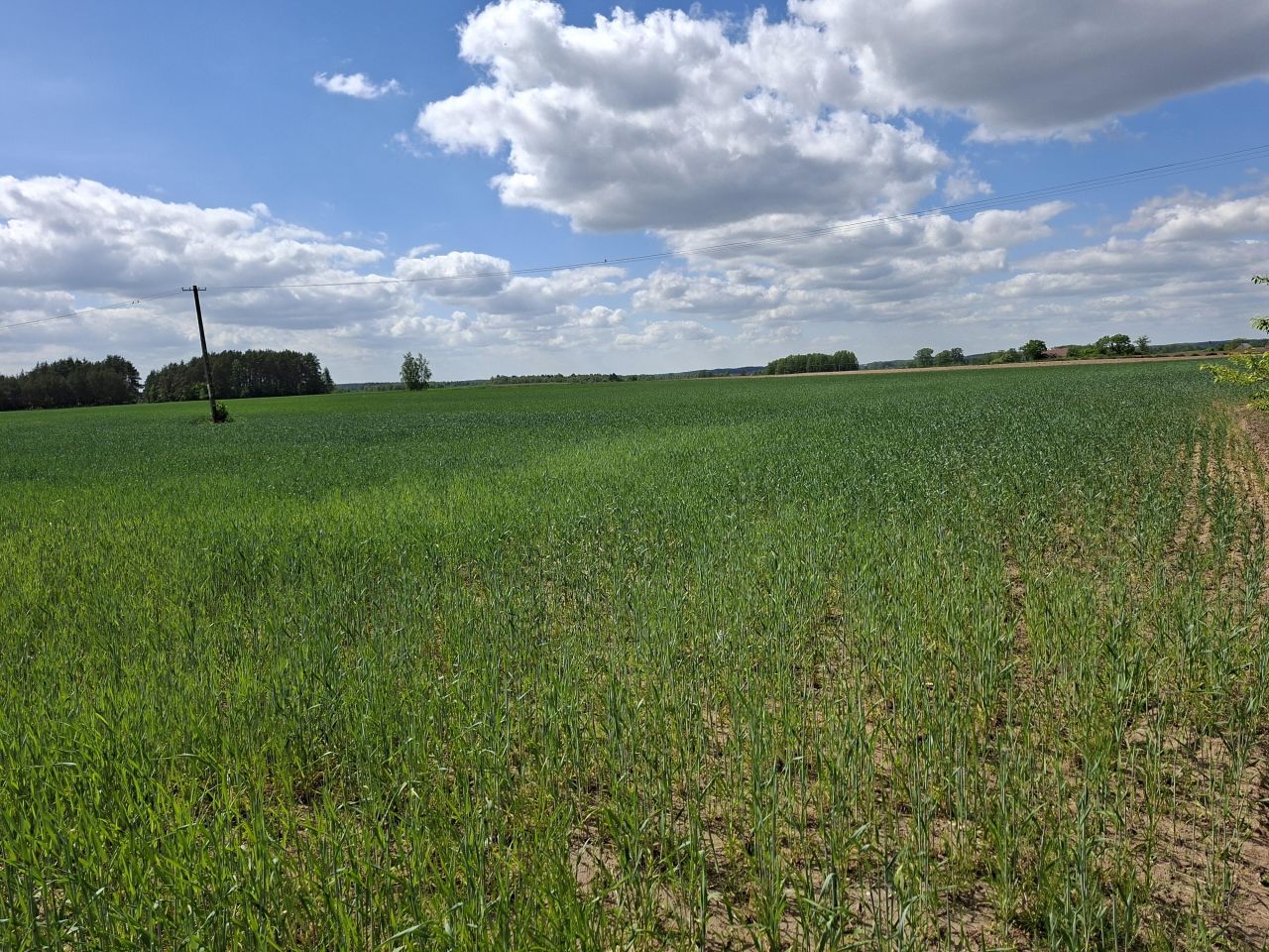 Działka rolno-budowlana Białaszewo-Kolonia, Białaszewo kolonia. Zdjęcie 2