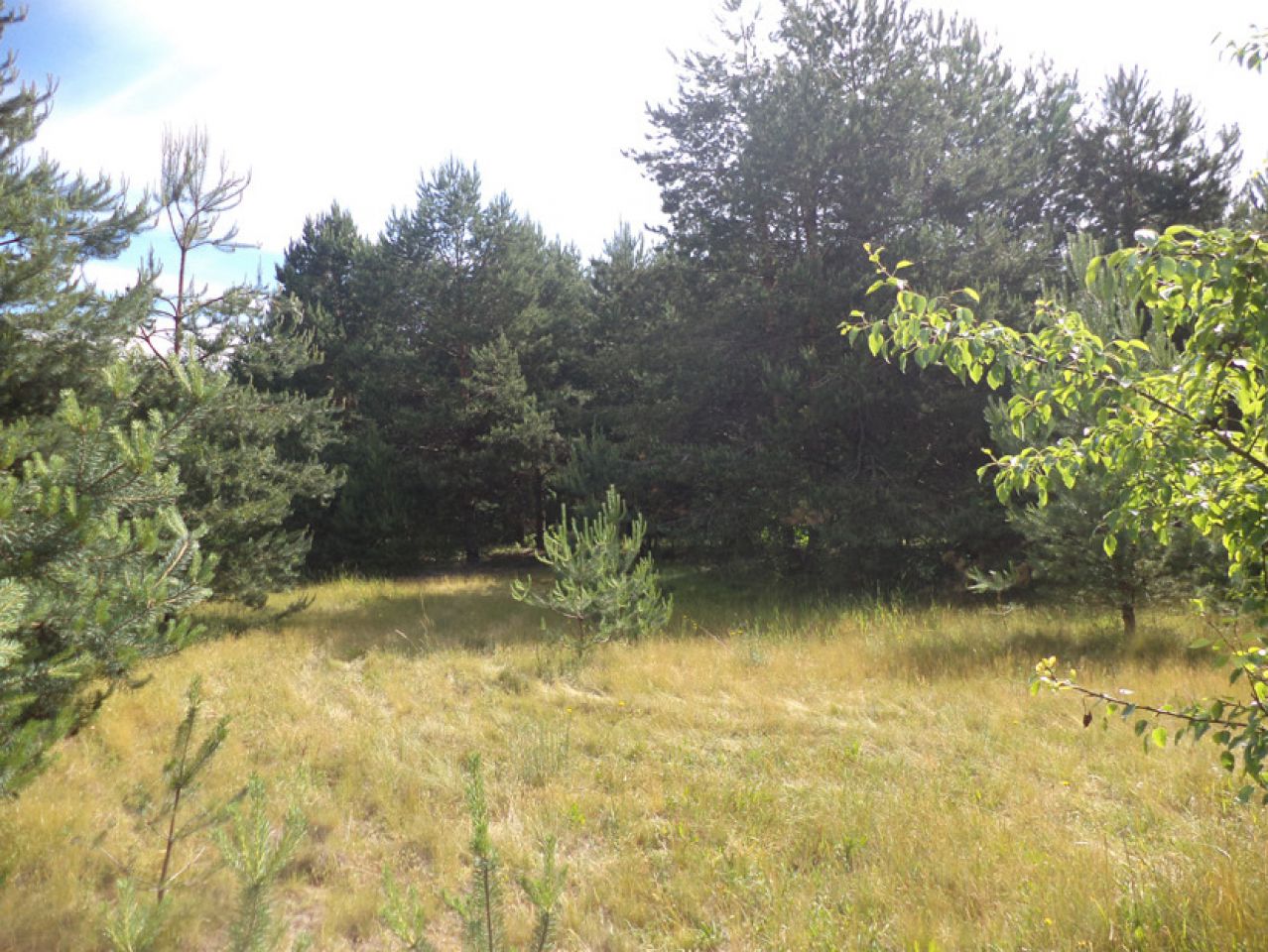 Działka siedliskowa Rędziny. Zdjęcie 8