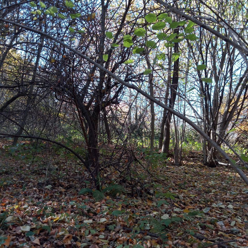 Działka leśna Żerosławice, działka nr 222. Zdjęcie 6