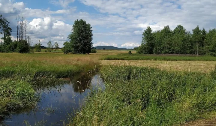 Działka leśna Strawczyn