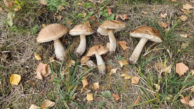 Działka siedliskowa Bełchów. Zdjęcie 6